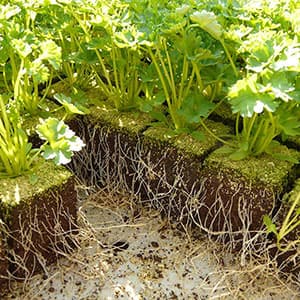 Mycorrhizal & Root Products
