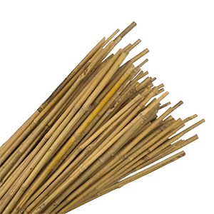 Bamboo Canes