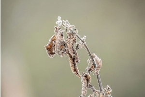 Close up of a plant with frost on it