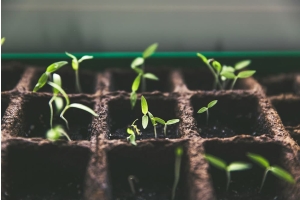 Sprouting Plants