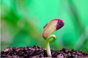 Seed Starting 101: Germination Tips