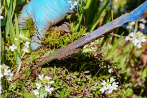 Weed removal using tool