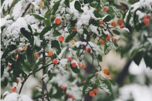 Winter Gardening