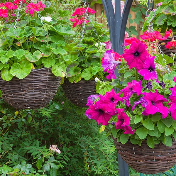 Hanging Baskets