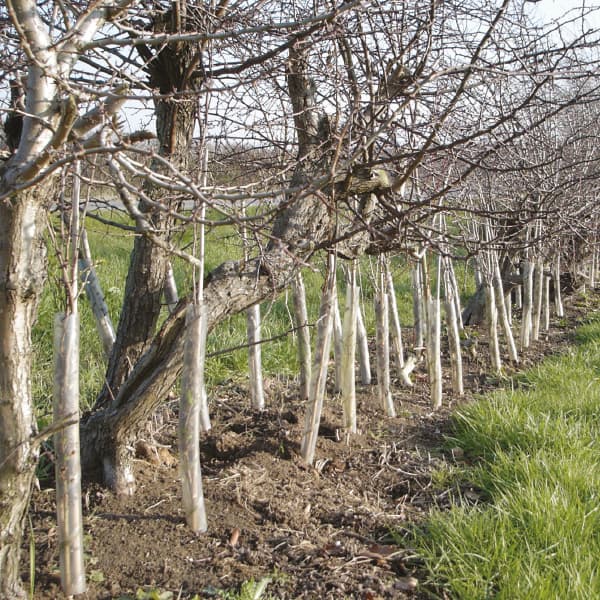 Tree Guards & Stakes