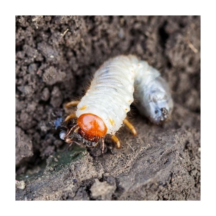 Chafer Grub Control Nematodes Up to 10m LBS Horticulture