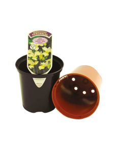 Aeroplas Container Pots with Label Slots - 0.33L