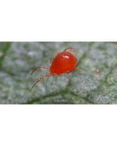 AABS Red Spider Mite Control (Up to 25m²)