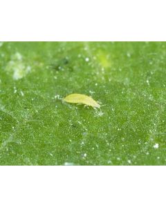 ABS Thrips Control (Up to 75m²)