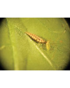 Aphid Control with Chrysopa (Up to 100m²)