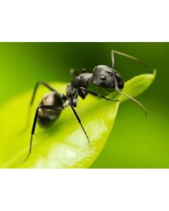 Steinernma Ant Nest Control Nematodes (6 Nests)