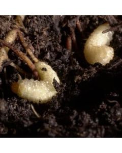 Vine Weevil Larvae Protection Nematodes (Up to 100m²)