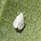 Encarsia Glasshouse Whitefly Control (Up to 100m²)