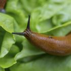 Slug Control Nematodes (100m²)