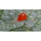 AABS Red Spider Mite Control (Up to 25m²)