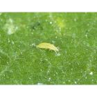 ABS Thrips Control (Up to 25m²)