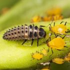 Aphid Control with Ladybird Larvae (Up to 20m²)
