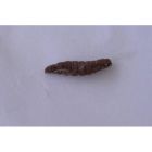H.bacteriophora Vine Weevil Larvae Protection Nematodes (Up to 100m²)