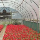 Lumisol CLEAR Polytunnel Cover