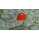 Phytoselulus Red Spider Mite Control (Up to 100m²)