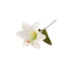 Harrissi Lily Picks - White