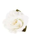 White Rose Picks