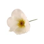 Single Christmas Rose Picks - White