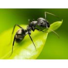 Steinernma Ant Nest Control Nematodes (6 Nests)