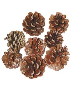 Natural Pine Cones - 10kg