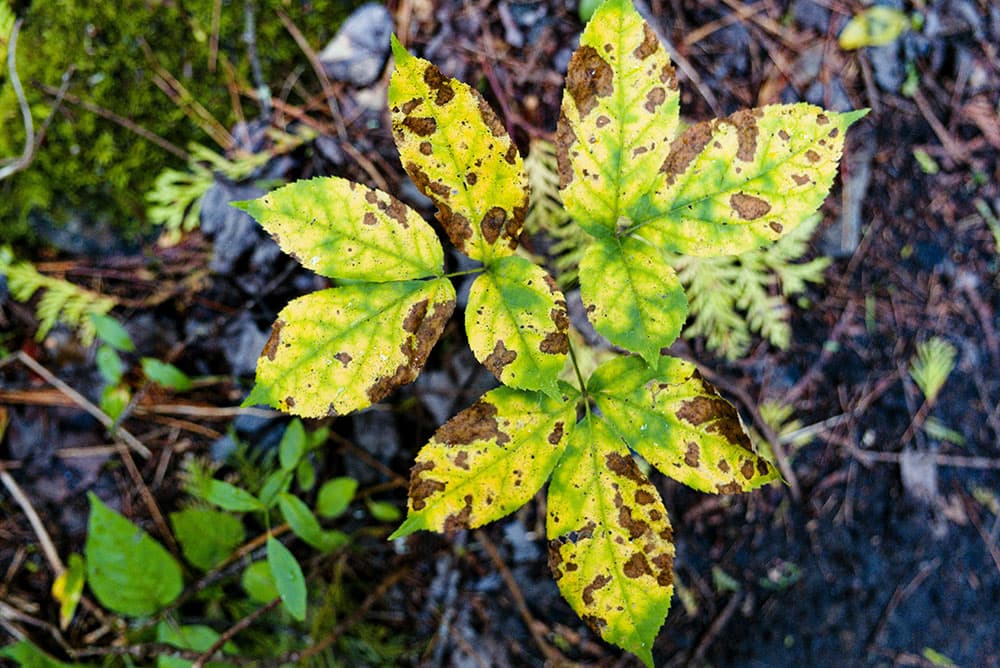 Close up of spotted leaves on a plant