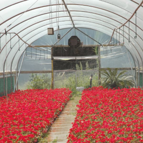Polythene Films
