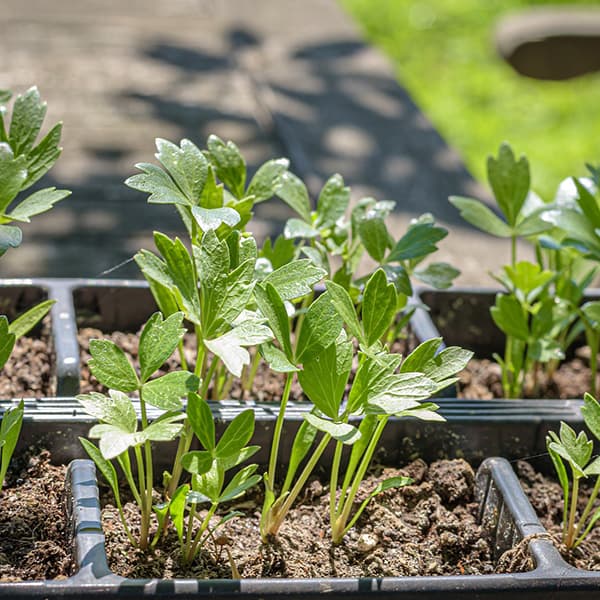 Seed Trays & Inserts