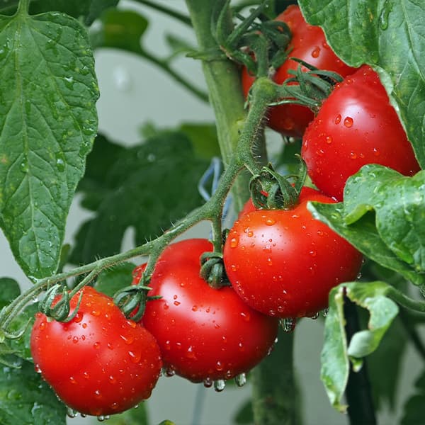 Tomato Seeds