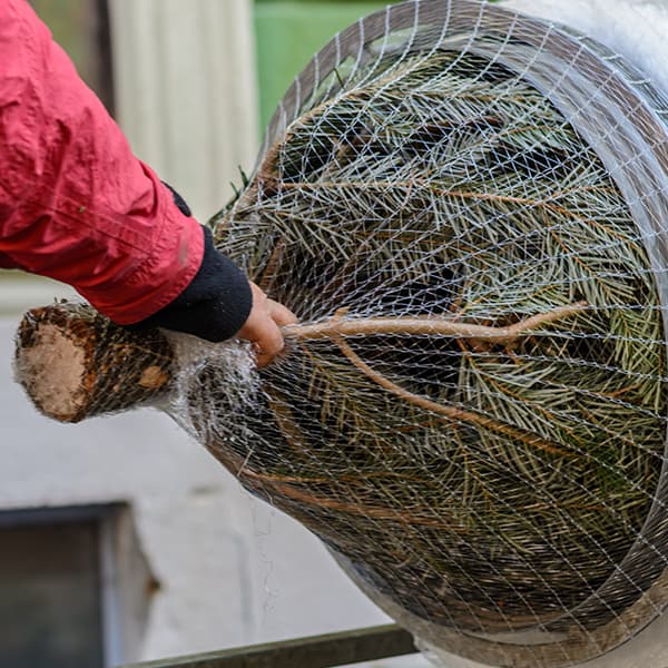 Tree Netting & Machine